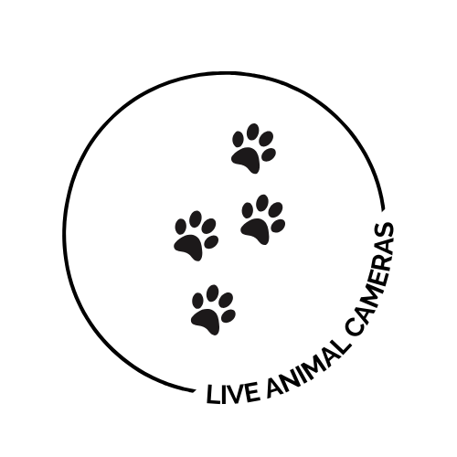 Live Animal Cameras Icon